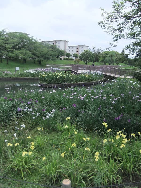 花菖蒲園 - Image 3