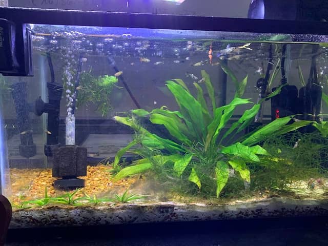 Glass Grown Aquatics - Image 2