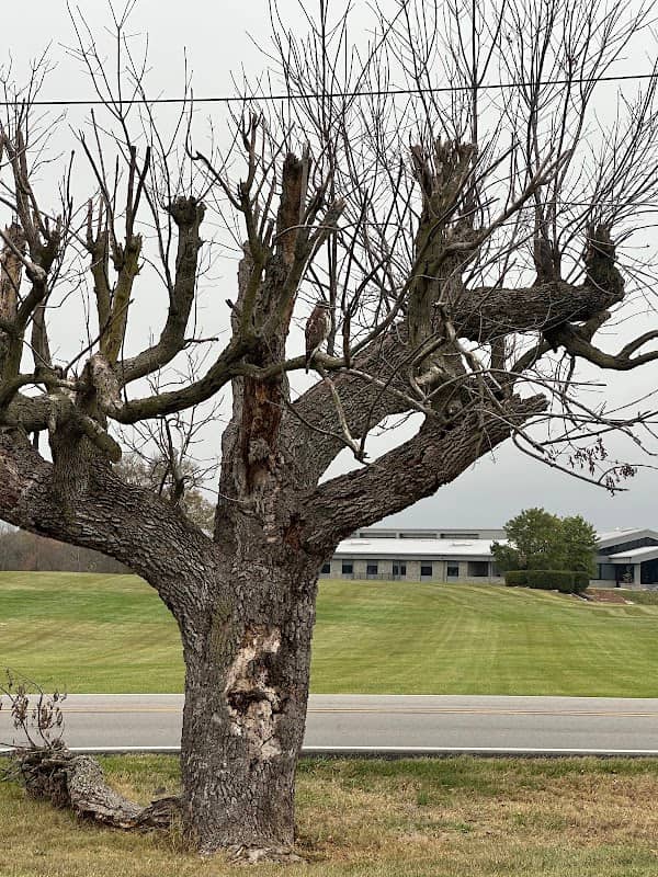 Peregrine Falcon Tree - Image 1