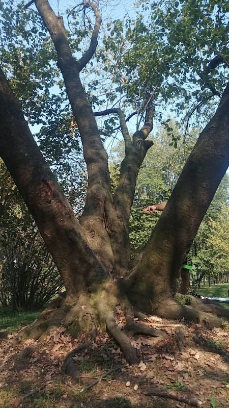 L'albero sacro - Image 1