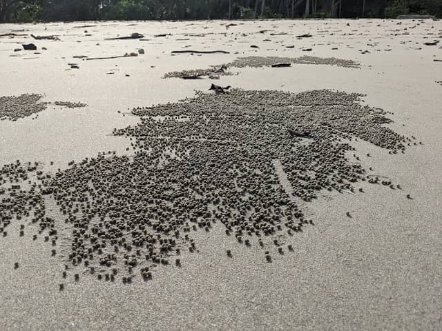Cow Bay Beach - Image 4