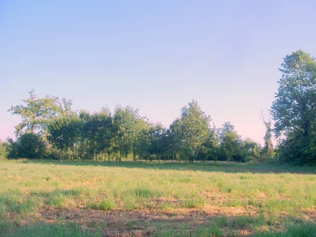 Prati stabili del Palù/ Pradis dal Palû' - Image 1