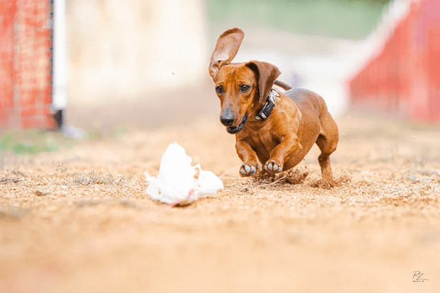 Fast-Dogs LLC - Image 1