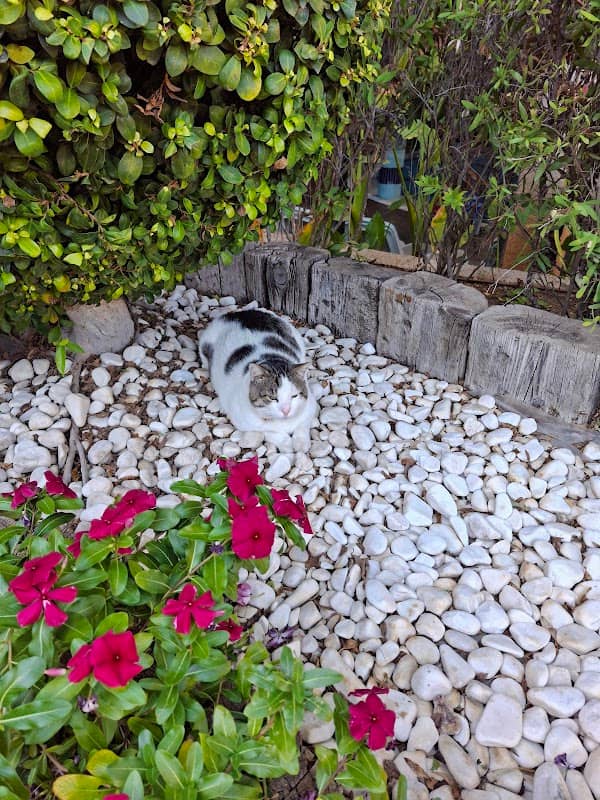 Top Cat Tom - Image 1