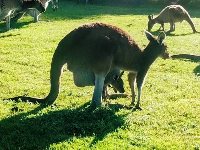 Kangaroo Safari at The Vines Resort - Image 2