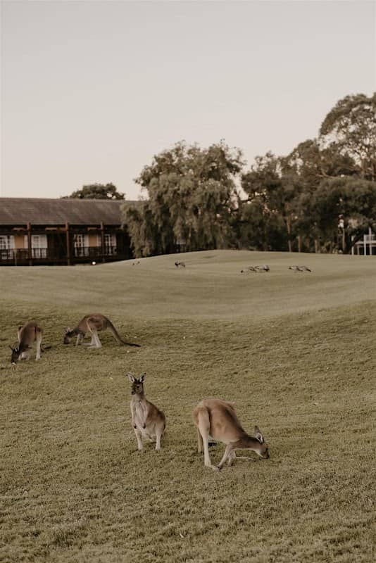 Kangaroo Safari at The Vines Resort - Image 1