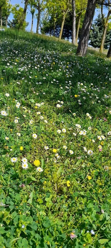 Park - Image 1