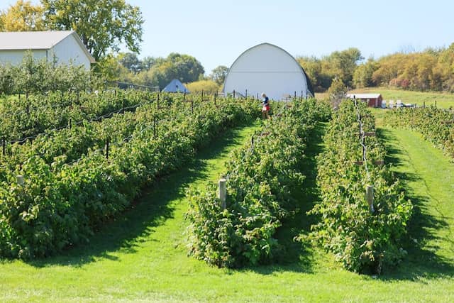 Connell's Orchard - Image 2