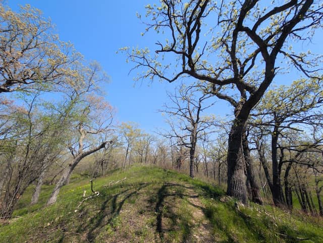 Genesee Oak Opening and Fen State Natural Area - Image 2