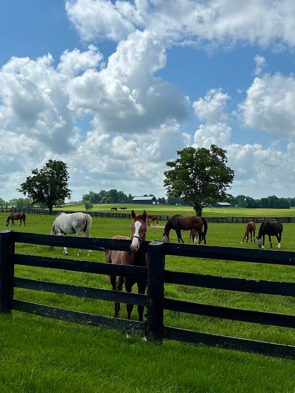 Lane's End Farm-Tours - Image 1