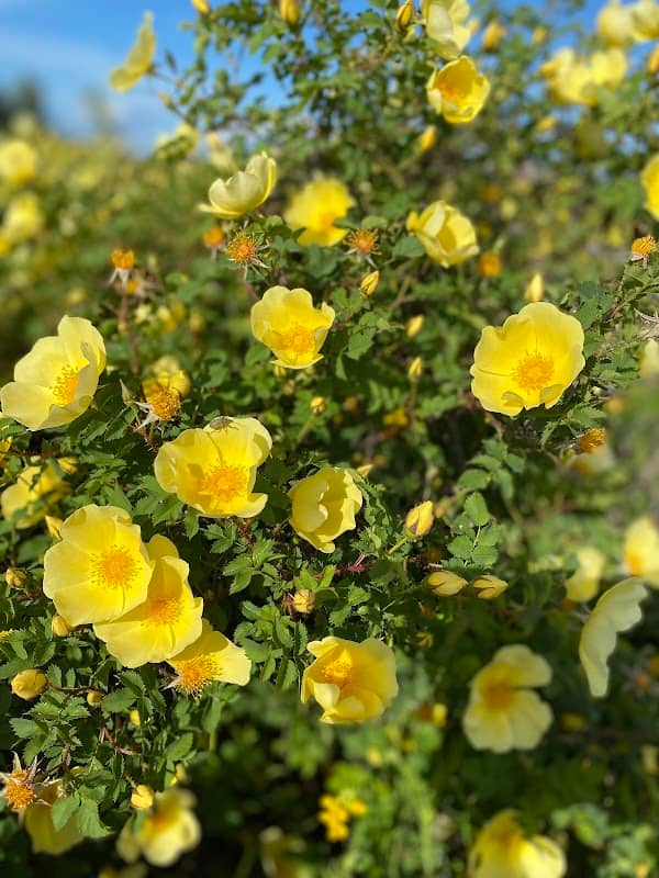 Rose Park - Image 2