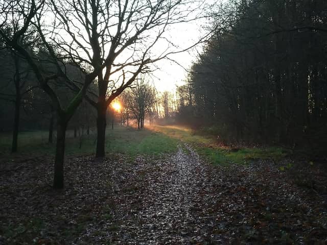 Engbert Drenth bos - Image 1