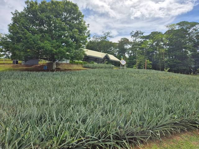 The Best Pineapple Tour CR - Image 3