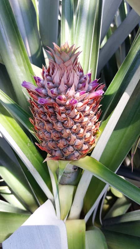 The Best Pineapple Tour CR - Image 2