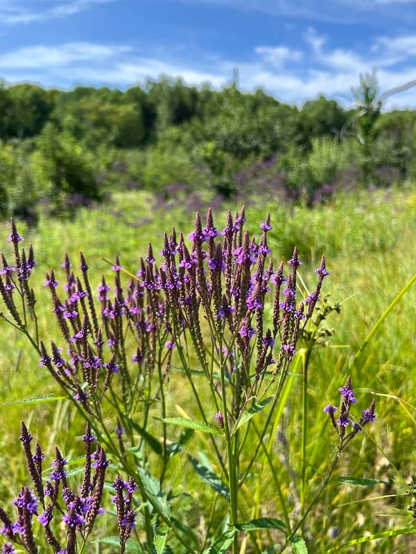 Herbal Safari at Bull Brook Keep - Image 1