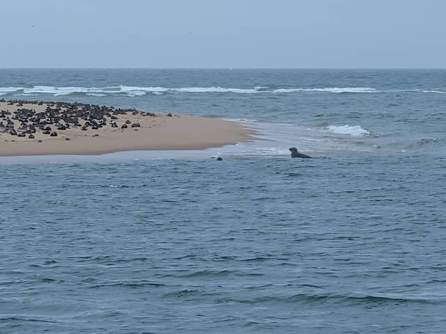 Newburgh seal beach - Image 3