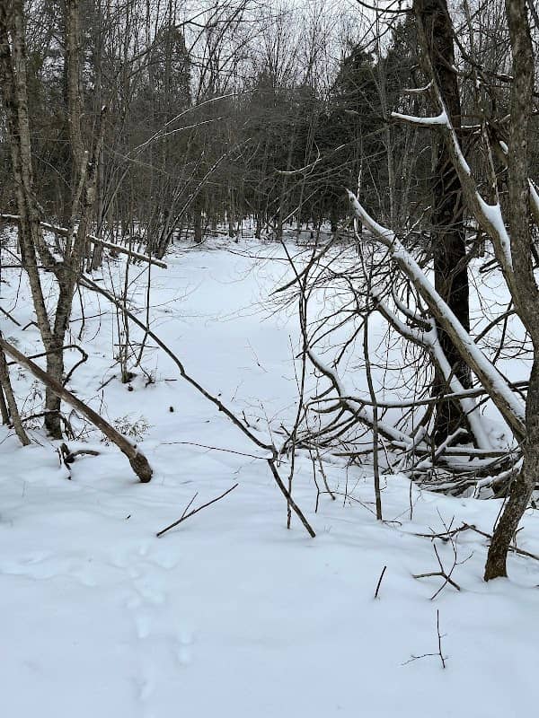 Tin-Ville Bog - Image 1