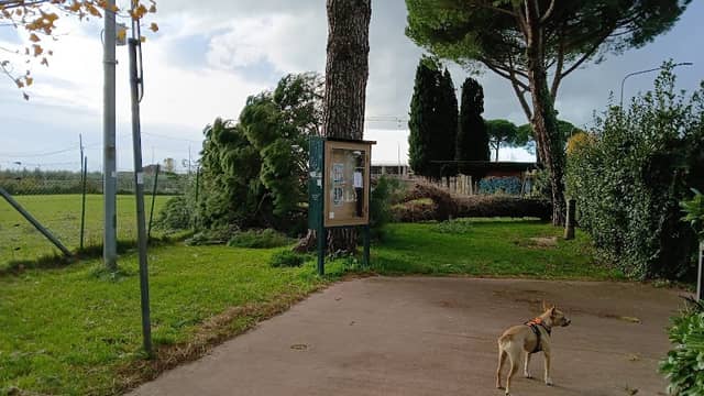 Centanni's Garden - Image 2