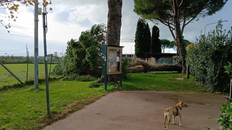Centanni's Garden - Image 2