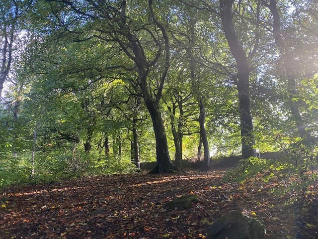 Park Wood - Image 1