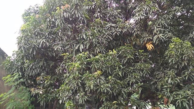 surya park - Image 1