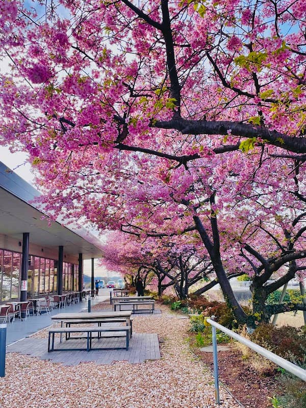 河津桜 (道の駅しょうなん) - Image 1