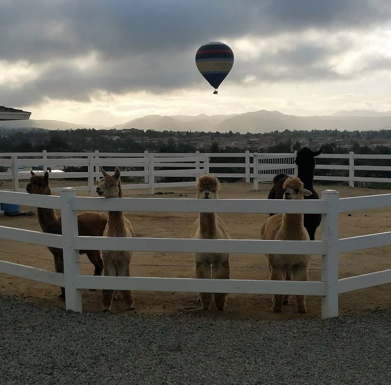 The Alpaca Hacienda in Temecula Valley - Image 2