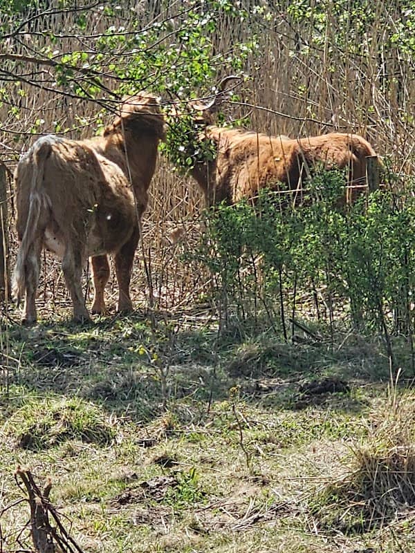 Edenbrook Country Park - Image 1