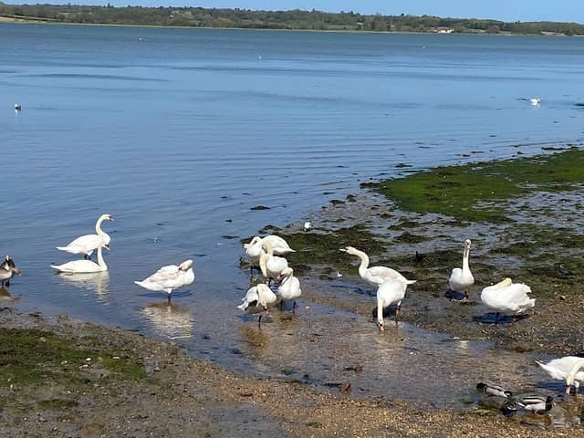 Mistley Walls Beauty Spot - Image 2