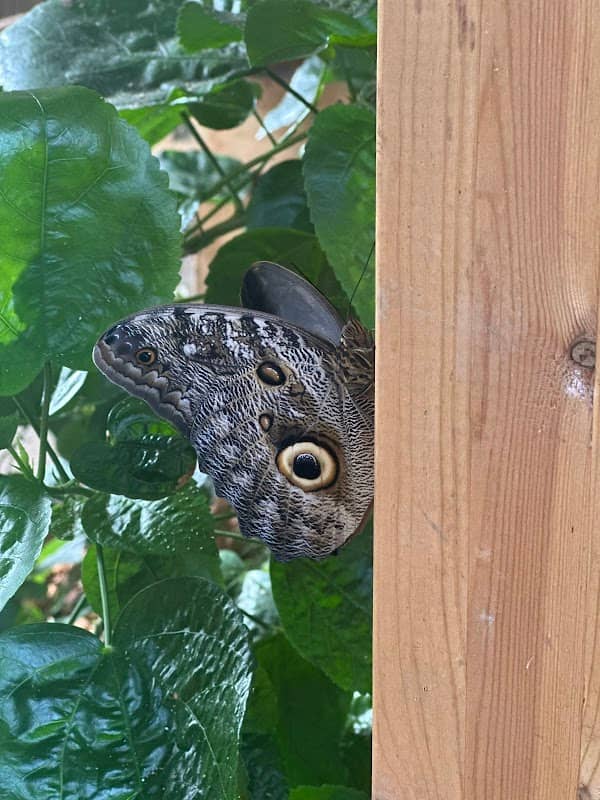 Butterfly garden - Image 1