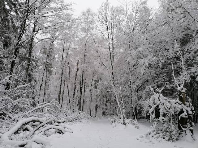 Spielwigge Nature Reserve - Image 1