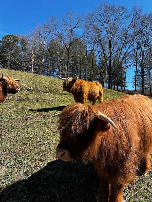Highland Hills Farm LLC - Image 1