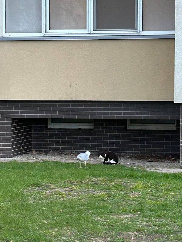 Seagull and cat - Image 1