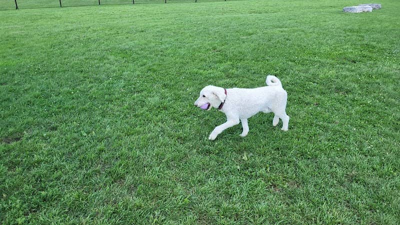 South Dundas Dog Park - Image 2