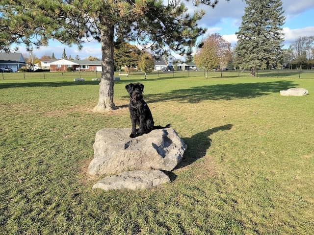 South Dundas Dog Park - Image 1