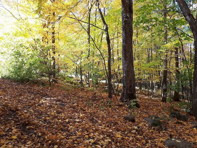 Parc GINGRAS, Mirabel - Image 2