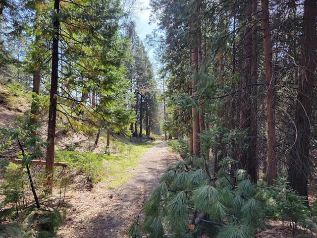 Sugar Pine Railroad Grade - Image 2