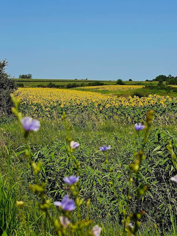 Sunflower Fields at Badger Creek - Image 2