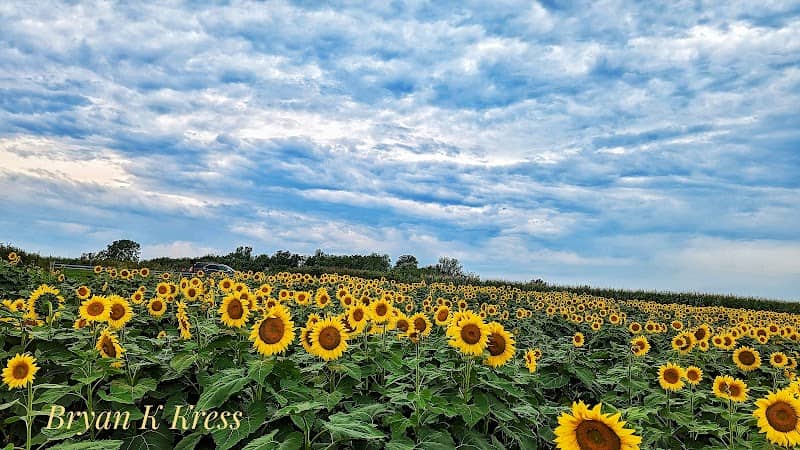 Sunflower Fields at Badger Creek - Image 3