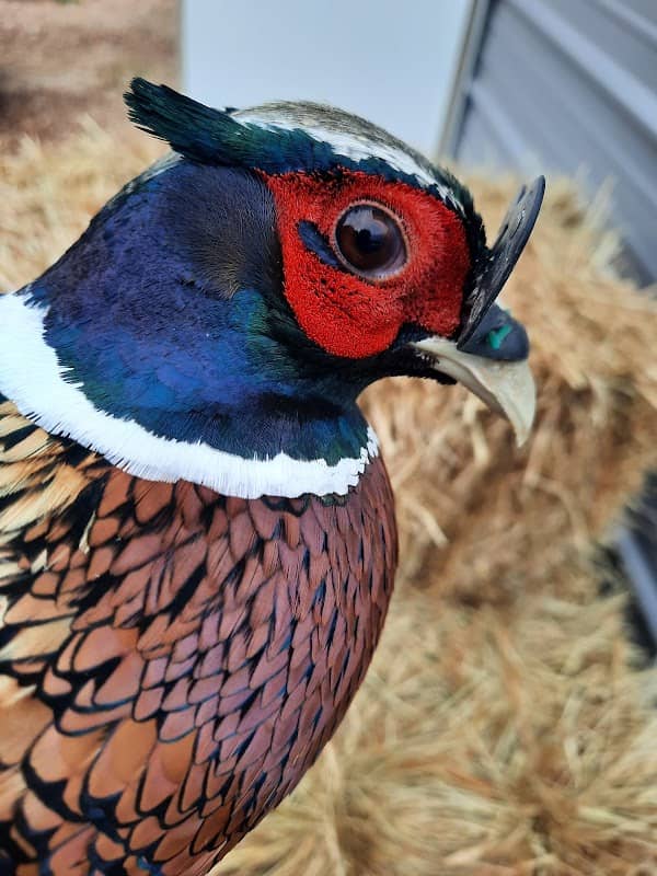 Branching Out Gamebirds & Hunting Preserve - Image 1