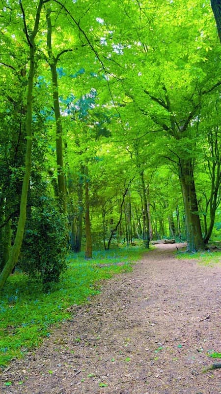 Sishes Wood - Image 1