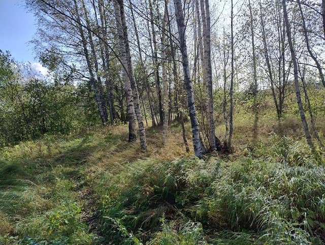 Luhtapuisto - Image 2