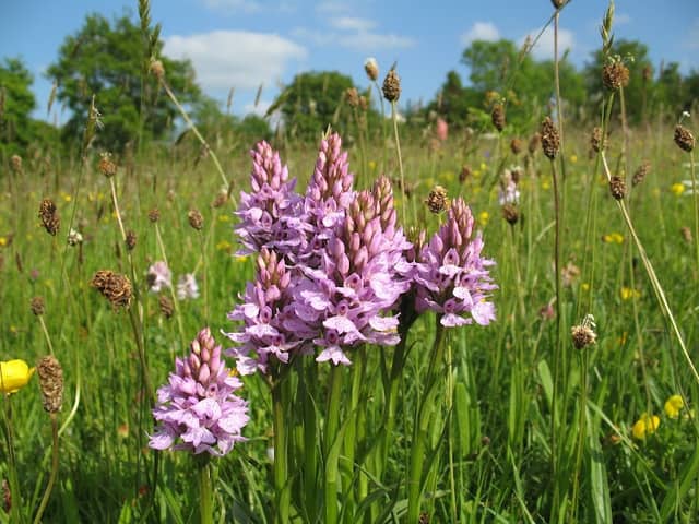 Herefordshire Wildlife Trust - Image 2