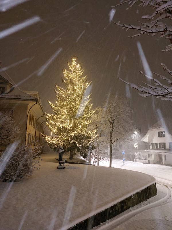 Weinachtsbaum Stetteln - Image 1