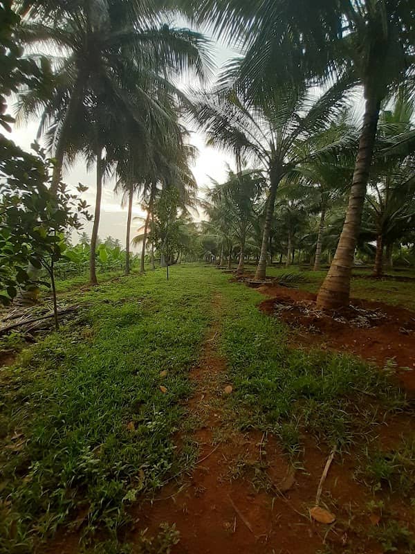 Ashok Srinivasan Garden - Image 1