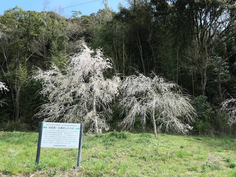 福島県・三春のしだれ桜 - Image 1