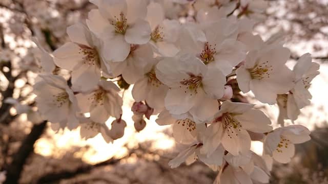 Flower Park Suigen - Image 1