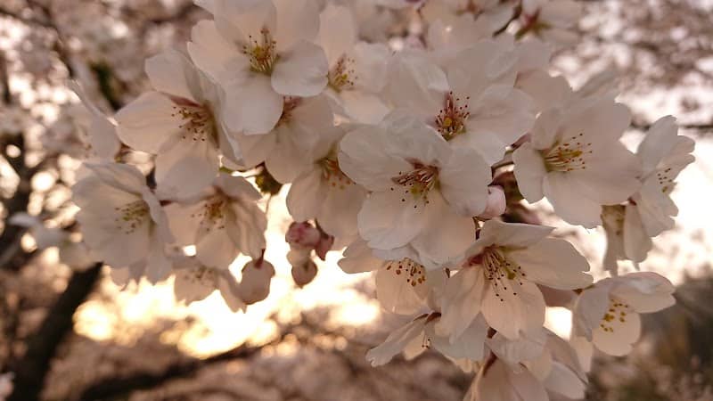 Flower Park Suigen - Image 1