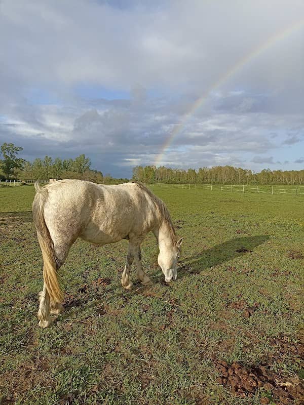 Shambala, centre de médiation équine - Image 1