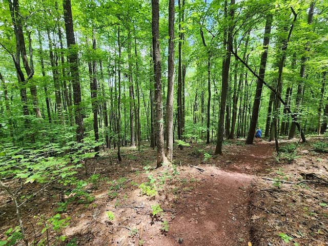 Big Canoe Creek Forever Wild Tract - Image 1
